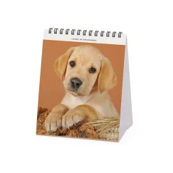 Calendrier de Table 2025 - 12 x 14,5 cm
